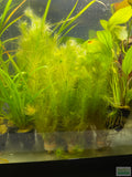 Mayaca Sellowiniana_Fluffy_Aquarium Plant For Sale