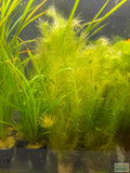 Mayaca Sellowiniana_Fluffy_Aquarium Plant For Sale