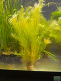 Mayaca Sellowiniana_Fluffy_Aquarium Plant For Sale