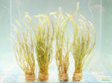 Mayaca Vandelli_Aquarium Plant For Sale