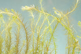 Mayaca Vandelli_Aquarium Plant For Sale