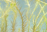 Mayaca Vandelli_Aquarium Plant For Sale