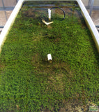 Pearl Weed Basin_Production of Pearl Weed In The Greenhouse_Aquarium Plant for sale