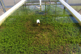 Pearl Weed Basin_Production of Pearl Weed In The Greenhouse_Aquarium Plant for sale