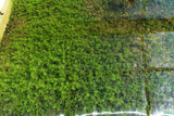 Pearl Weed Basin_Production of Pearl Weed In The Greenhouse_Aquarium Plant for sale