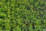 Pearl Weed Basin_Production of Pearl Weed In The Greenhouse_Aquarium Plant for sale
