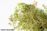 Pearl Weed_Carpet Collection