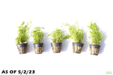 Pearl Weed_Micranthemum Micranthemoides_Aquarium Plant for sale_aquarium plants for sale