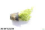 Pearl Weed_Micranthemum Micranthemoides_Aquarium Plant for sale_aquarium plants for sale