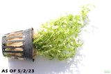 Pearl Weed_Micranthemum Micranthemoides_Aquarium Plant for sale_aquarium plants for sale