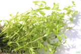Pearl Weed_Micranthemum Micranthemoides_Aquarium Plant for sale_aquarium plants for sale
