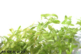 Pearl Weed_Micranthemum Micranthemoides_Aquarium Plant for sale_aquarium plants for sale