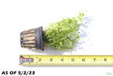 Pearl Weed_Micranthemum Micranthemoides_Aquarium Plant for sale_aquarium plants for sale