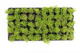Pogostemon Helferi_Aquarium plant for sale_Aquarium plants for sale
