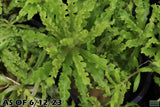Pogostemon Helferi_Aquarium plant for sale_Aquarium plants for sale