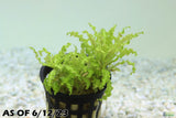 Pogostemon Helferi_Aquarium plant for sale_Aquarium plants for sale
