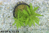 Pogostemon Helferi_Aquarium plant for sale_Aquarium plants for sale