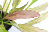 Red Diamond Sword_Echinodorus_Aquarium Plant For Sale