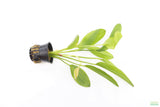 Red Diamond Sword_Echinodorus_Aquarium Plant For Sale