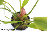 Red Diamond Sword_Echinodorus_Aquarium Plant For Sale