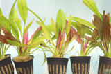 Red Diamond Sword_Echinodorus_Aquarium Plant For Sale