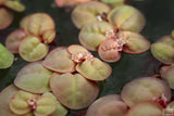 Red Root Floaters_Floating Aquarium Plant for sale