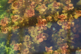 Rotala Macrandra Small Leaf_Aquarium Plant For Sale
