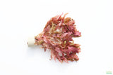 Rotala Macrandra_Aquarium Plant For Sale