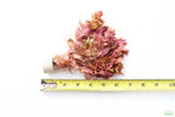 Rotala Macrandra_Aquarium Plant For Sale