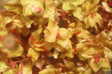 Rotala Macrandra_Aquarium Plant For Sale