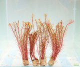 Rotala Mexicana_Aquarium Plant for sale