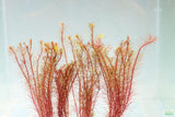 Rotala Mexicana_Aquarium Plant for sale