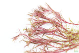 Rotala Mexicana_Aquarium plant for sale