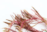 Rotala Mexicana_Aquarium plant for sale