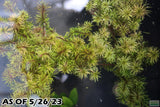 Rotala Mexicana_Aquarium plant for sale_Aquarium plants for sale
