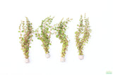 Rotala Rotundifolia Orange Juice_Aquarium Plant For Sale
