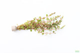 Rotala Rotundifolia Orange Juice_Aquarium Plant For Sale