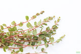 Rotala Rotundifolia Orange Juice_Aquarium Plant For Sale