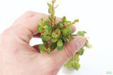 Rotala Rotundifolia Orange Juice_Aquarium Plant For Sale
