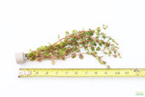 Rotala Rotundifolia Orange Juice_Aquarium Plant For Sale