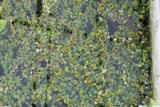 Rotala Rotundifolia Orange Juice_Aquarium Plant For Sale