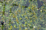 Rotala Rotundifolia Orange Juice_Aquarium Plant For Sale