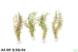 Rotala Rotundifolia Orange Juice_Aquarium Plant For Sale