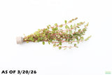 Rotala Rotundifolia Orange Juice_Aquarium Plant For Sale