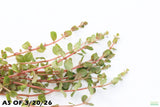 Rotala Rotundifolia Orange Juice_Aquarium Plant For Sale