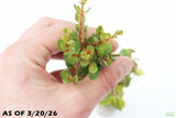 Rotala Rotundifolia Orange Juice_Aquarium Plant For Sale