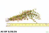 Rotala Rotundifolia Orange Juice_Aquarium Plant For Sale