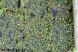 Rotala Rotundifolia Orange Juice_Aquarium Plant For Sale