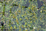 Rotala Rotundifolia Orange Juice_Aquarium Plant For Sale