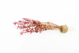 Rotala Rotundifolia Red_Aquarium Plant For sale